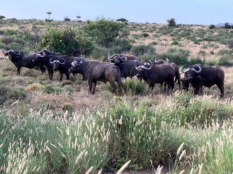 Herd of African buffalo grazing in grassy savanna