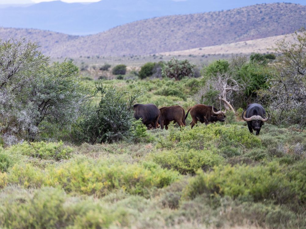 African buffalo grazing among shrubs in a hilly savanna