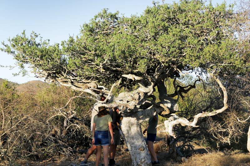 People stand beneath a sprawling, twisted tree in scrubland.