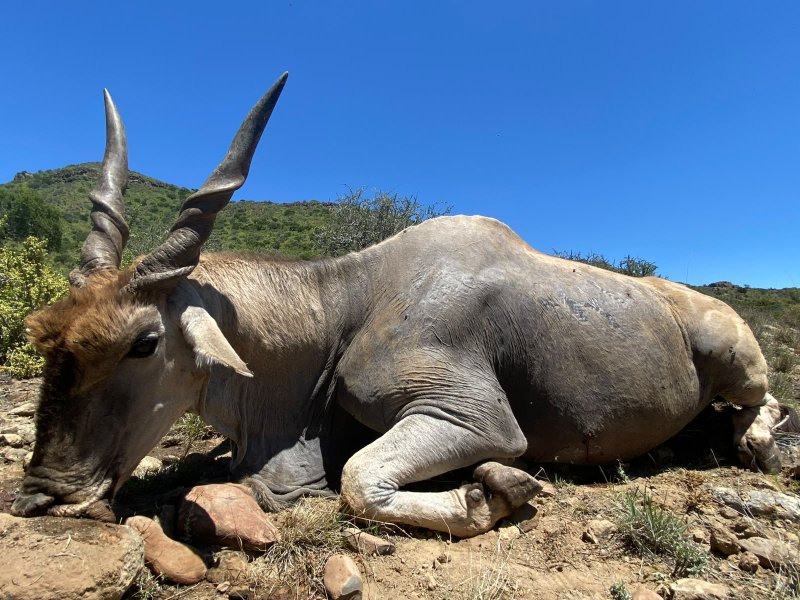 Large antelope with twisted horns resting on rocky hillside