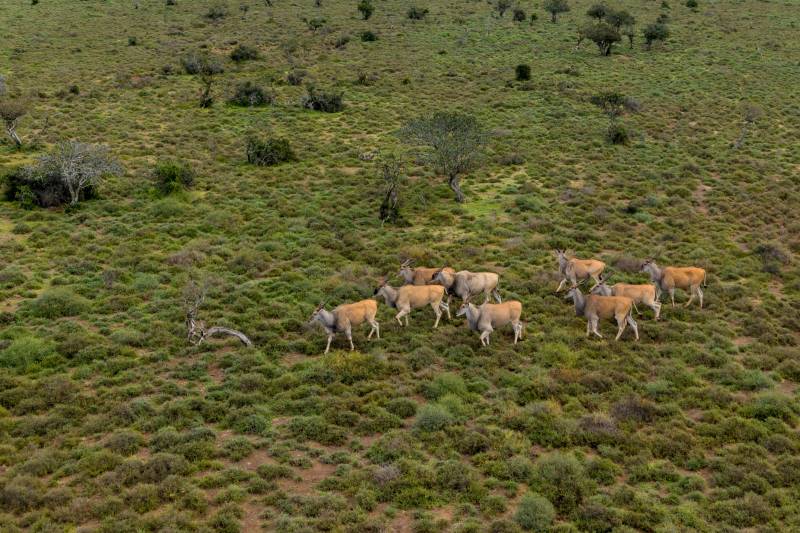 Aerial view of antelope herd crossing green savanna