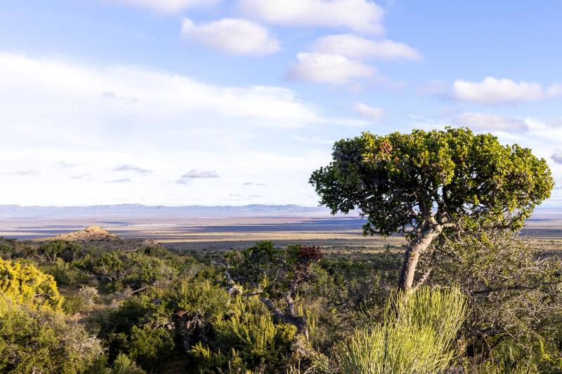 Lone tree overlooking a vast desert plain and mountains