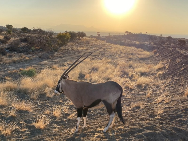 Gemsbok standing in sunlit savanna at sunset
