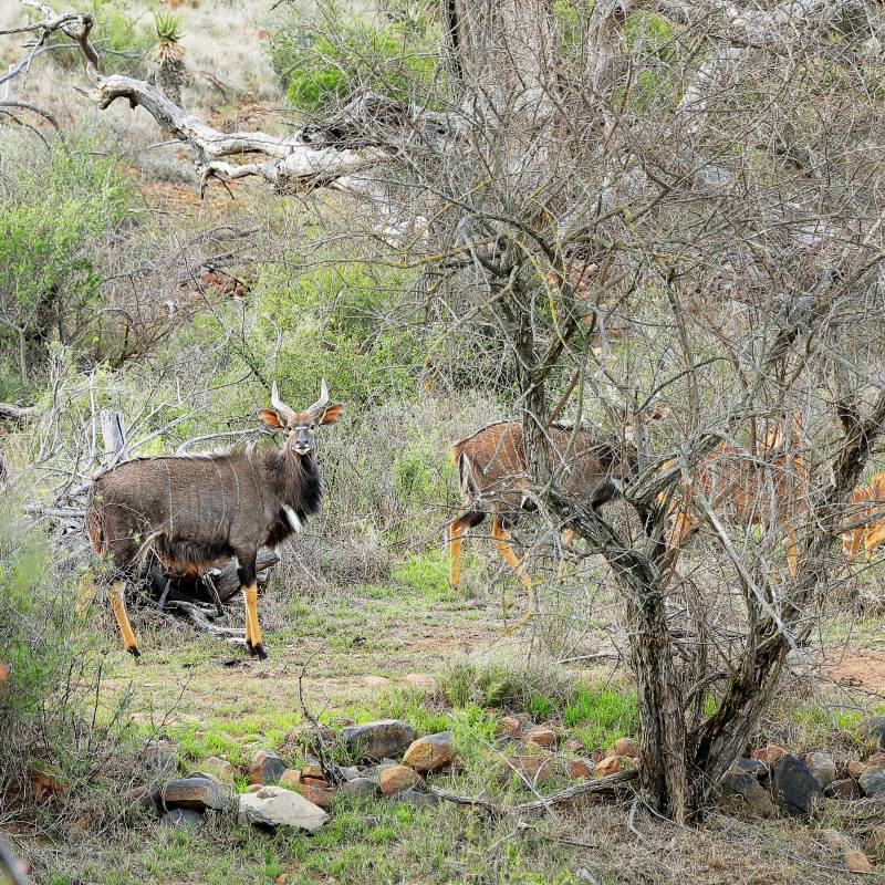 Nyala antelope standing among thorny bushes in woodland