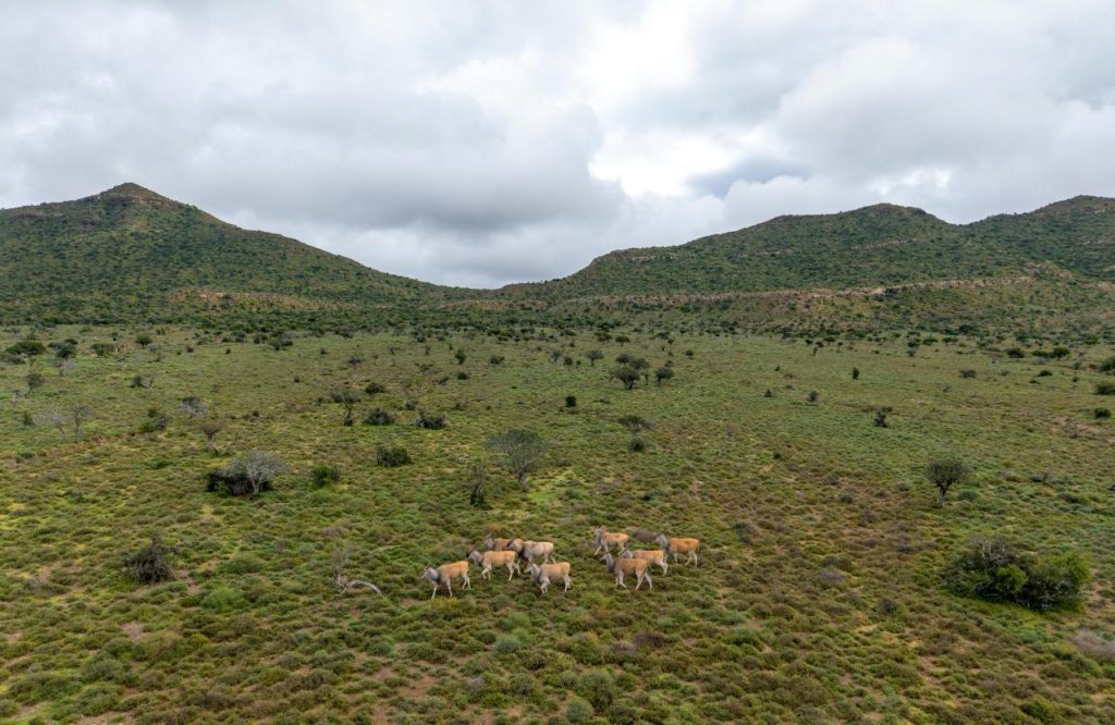 Herd of antelope crossing green valley beneath cloudy hills