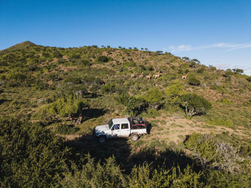 Safari truck near giraffes on a sunny hillside