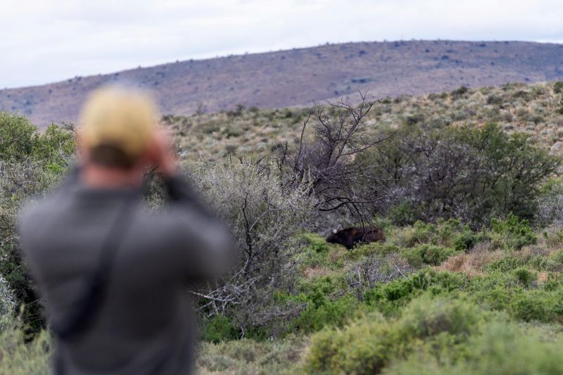 Photographer observes a wild boar in scrubland