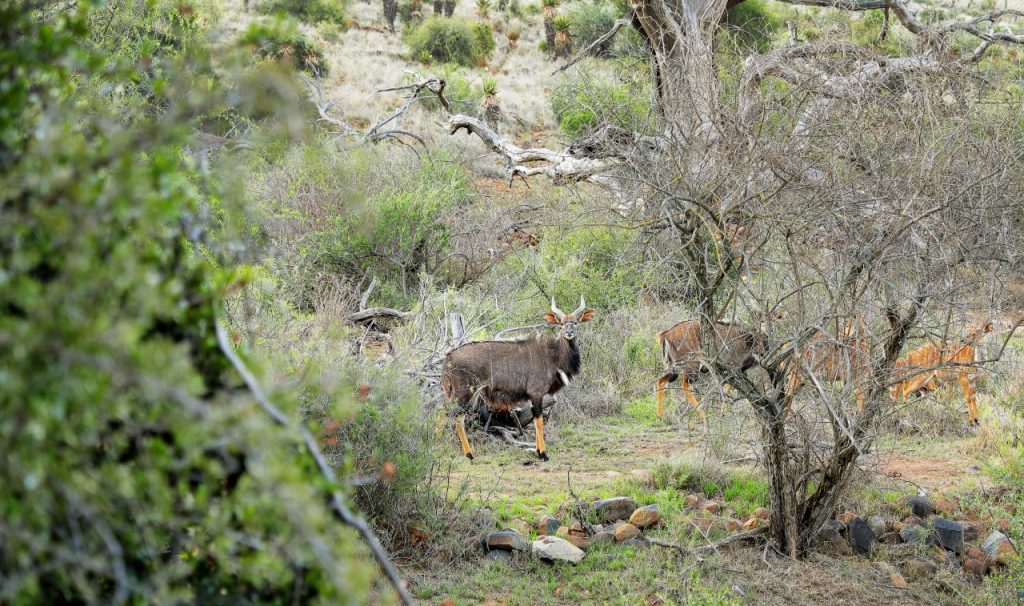 Nyala antelope standing among dense woodland shrubs