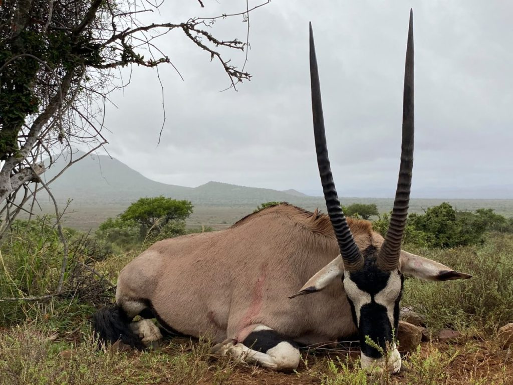 Oryx with long horns resting in a savanna